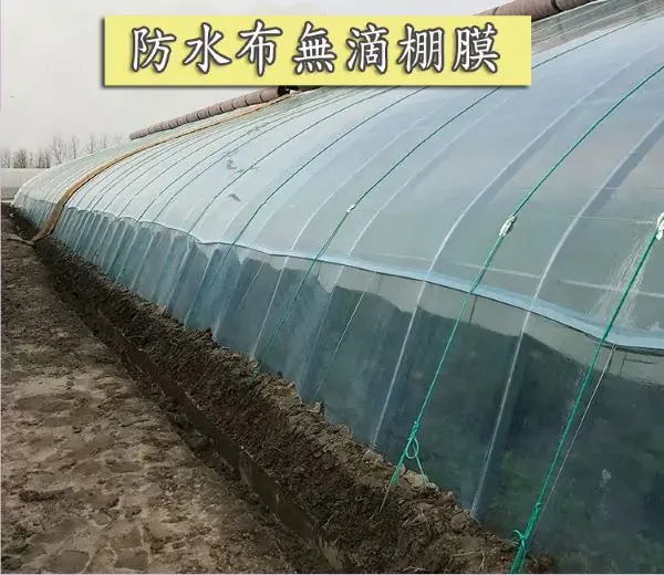 16S 寬3米長20米 防水布無滴膜 溫室大棚種植膜 加厚大棚黑白膜 塑膠膜塑膠布加厚透明養殖 家具防塵:圖片 2