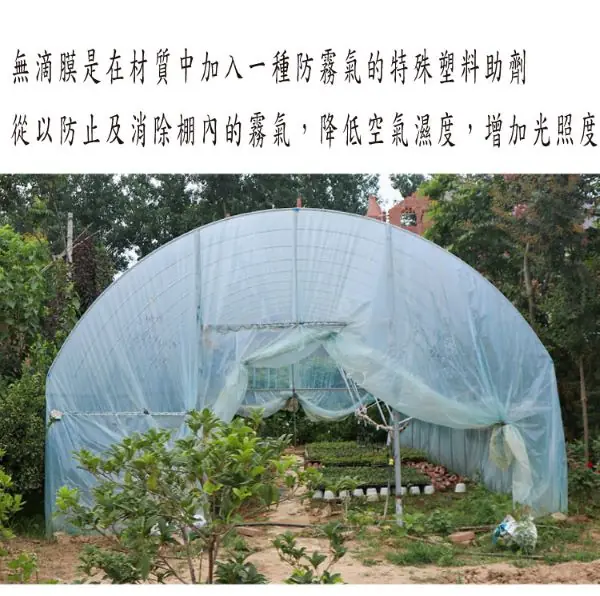 16S 寬3米長20米 防水布無滴膜 溫室大棚種植膜 加厚大棚黑白膜 塑膠膜塑膠布加厚透明養殖 家具防塵:圖片 3