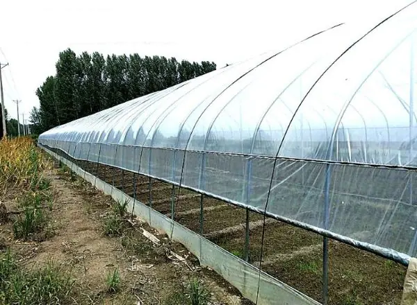 16S 寬3米長20米 防水布無滴膜 溫室大棚種植膜 加厚大棚黑白膜 塑膠膜塑膠布加厚透明養殖 家具防塵:圖片 4