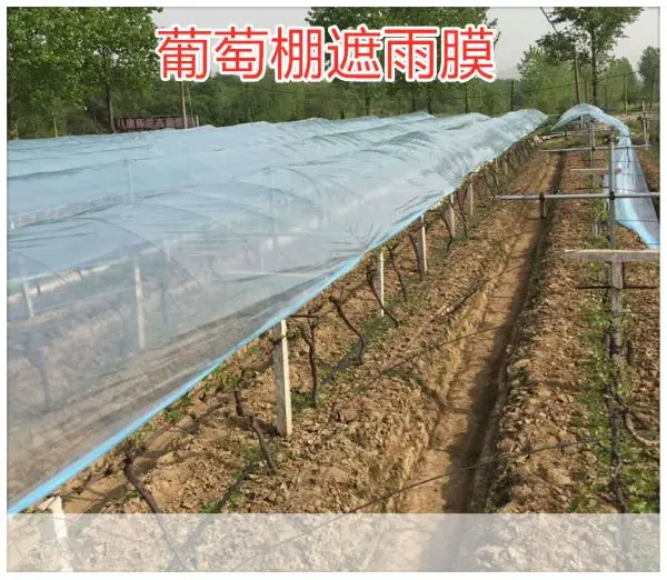 16S 寬3米長20米 防水布無滴膜 溫室大棚種植膜 加厚大棚黑白膜 塑膠膜塑膠布加厚透明養殖 家具防塵:圖片 9